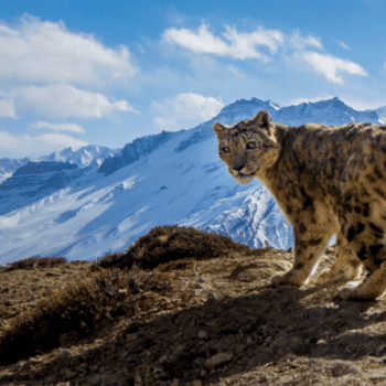 On the Trail of Snow Leopards with Prasenjeet Yadav